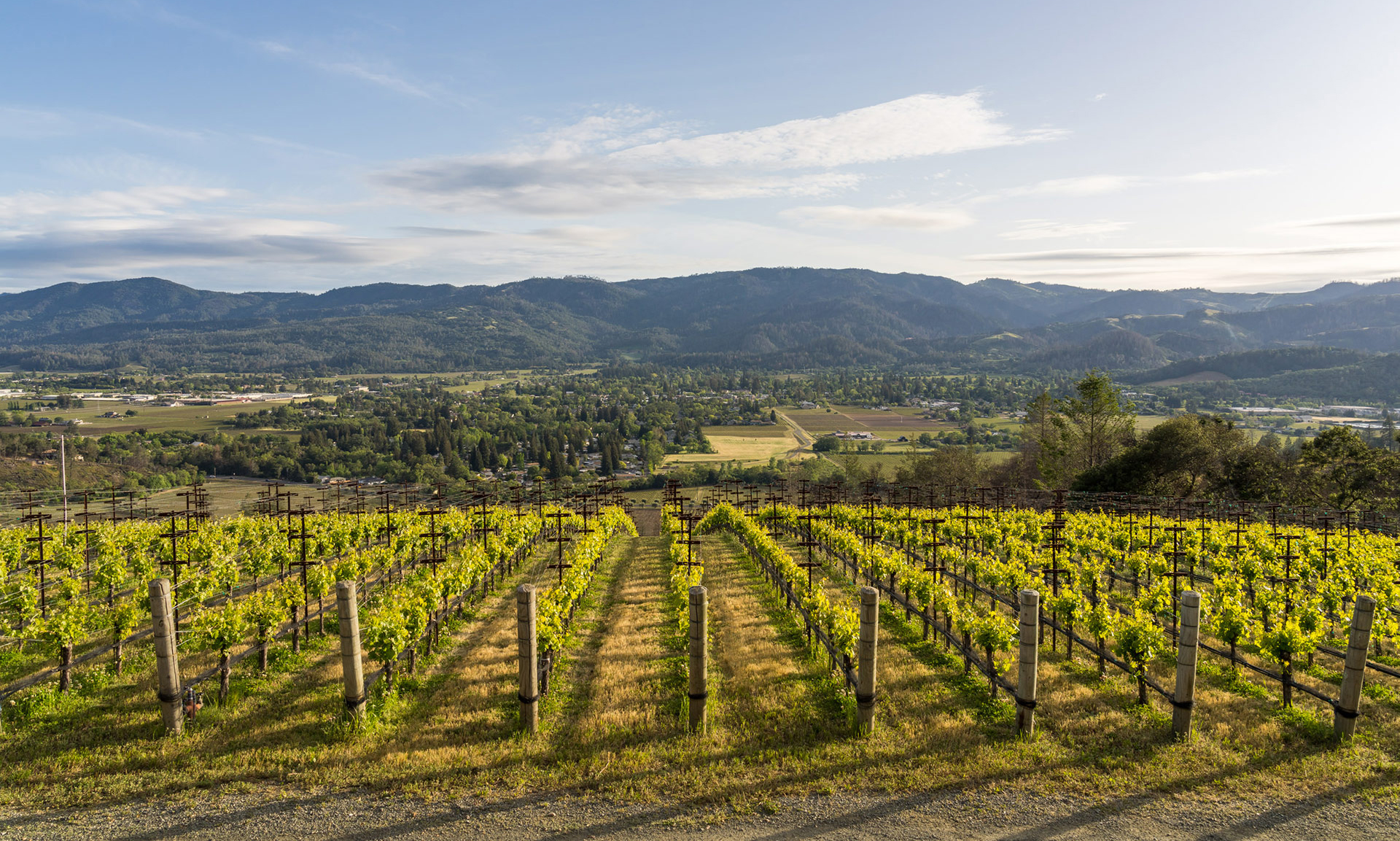 Valley vineyard view