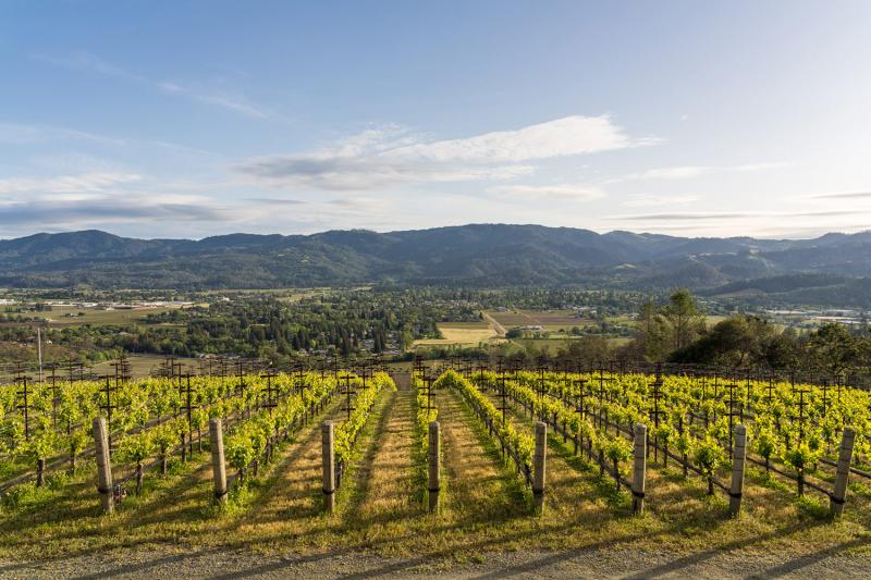 Vineyard with Sonoma County hills
